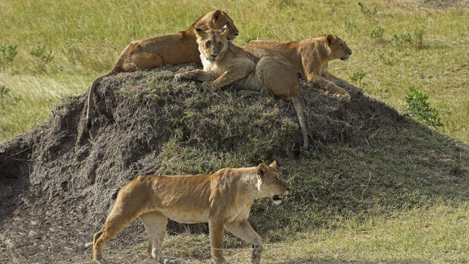 Viaje a Tanzania - Safari Ecoturismo Herencia Africana