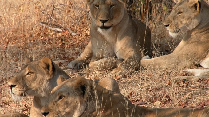Safari en la Gran Africana sur de Tanzania