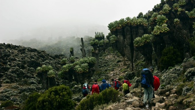 Viaje a Tanzania - Trekking Kilimanjaro Machame