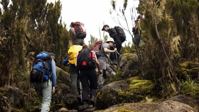 Viaje a Tanzania - Trekking Kilimanjaro Marangu